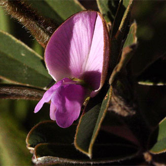 Tephrosia dasyphylla