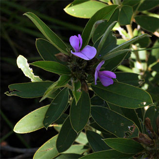 Tephrosia dasyphylla