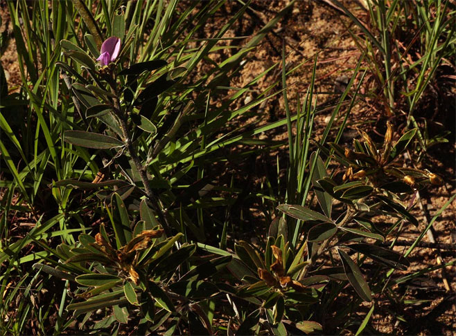 Tephrosia dasyphylla