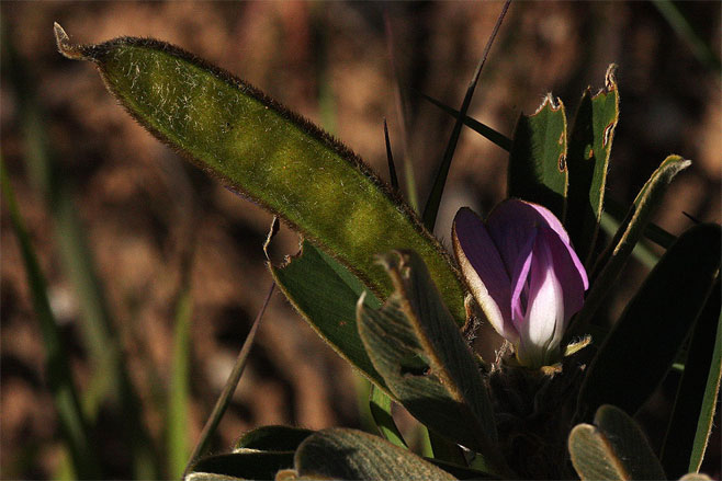 Tephrosia dasyphylla