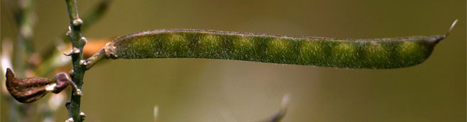 Tephrosia elata