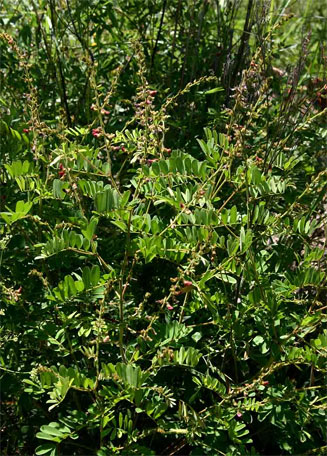 Tephrosia rhodesica