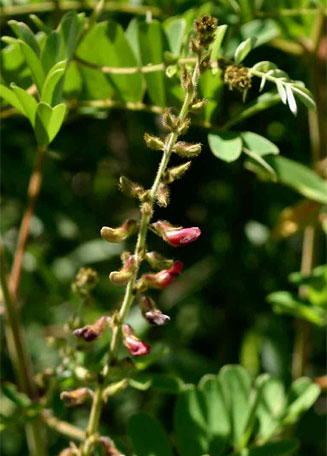 Tephrosia rhodesica