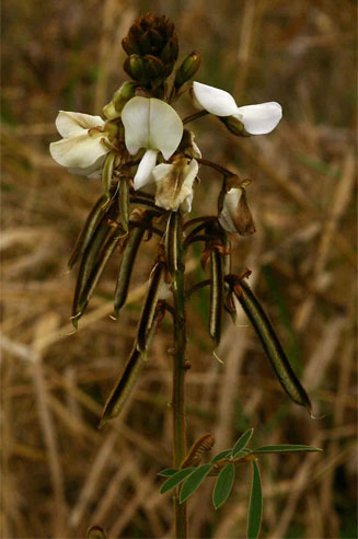 Tephrosia vogelii 