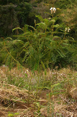 Tephrosia vogelii 