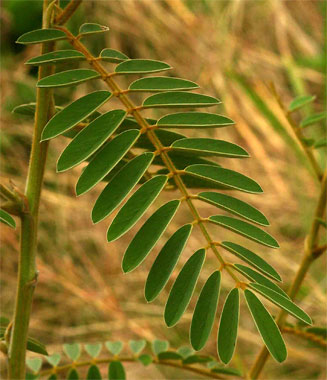 Tephrosia vogelii 