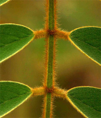 Tephrosia vogelii 
