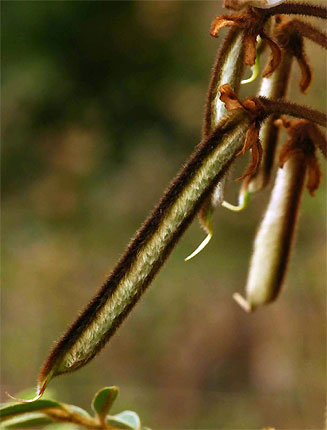 Tephrosia vogelii 