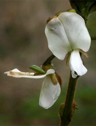 Tephrosia vogelii 
