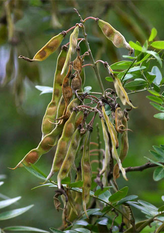 Mundulea sericea