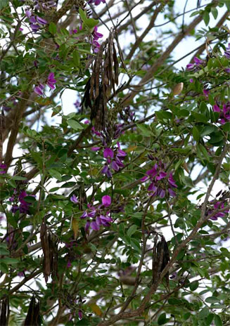 Mundulea sericea