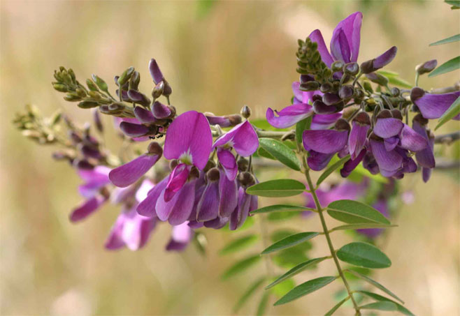 Mundulea sericea