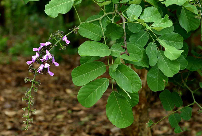 Millettia stuhlmannii