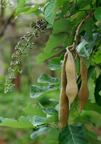 Millettia stuhlmannii