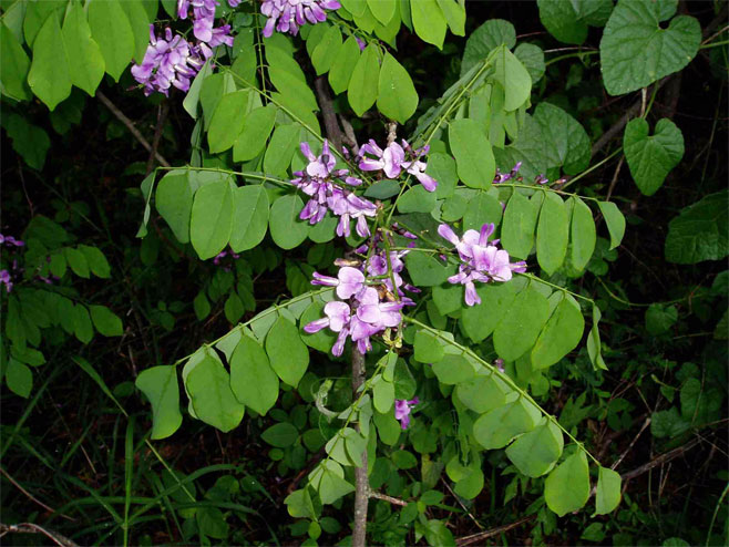 Millettia usaramensis