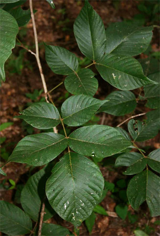 Millettia mossambicensis
