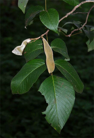 Millettia mossambicensis