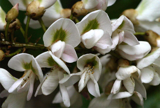 Craibia zimmermannii (Peawood, Sandforest craibia)