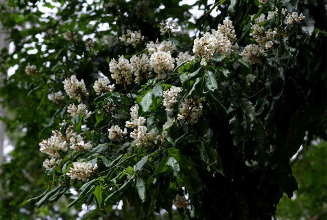 Craibia zimmermannii (Peawood, Sandforest craibia)
