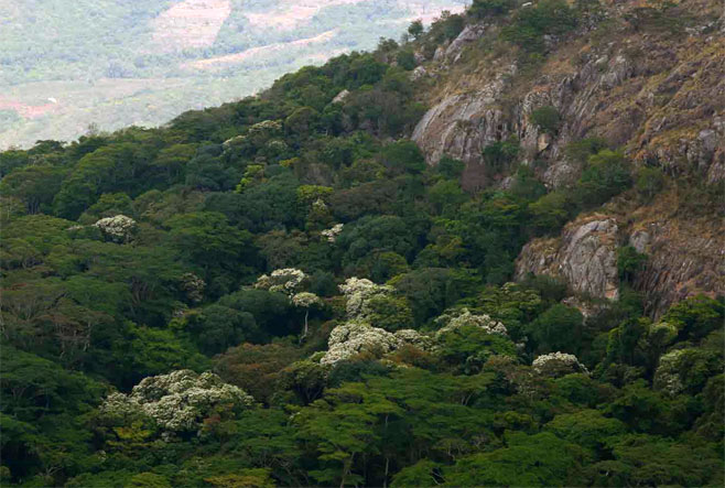 Craibia zimmermannii (Peawood, Sandforest craibia)