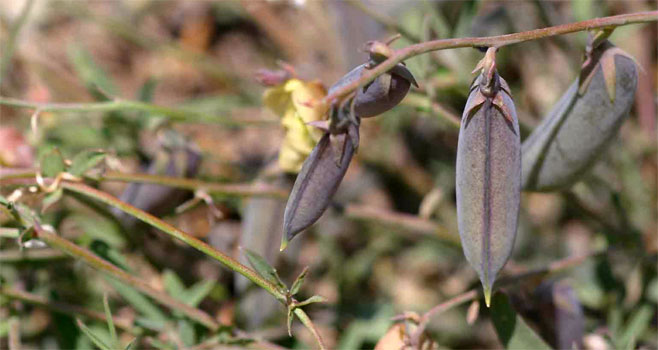 Bolusia amboensis