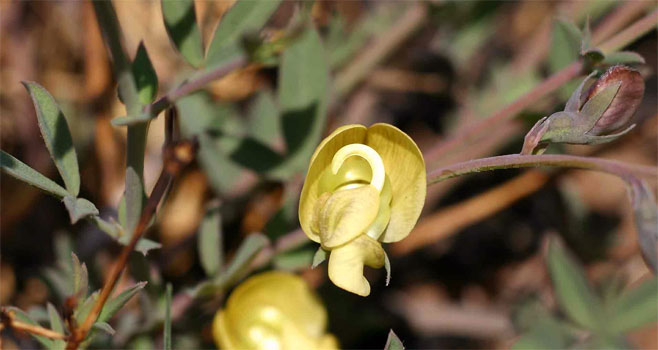 Bolusia amboensis