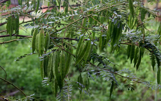 Sesbania punicea