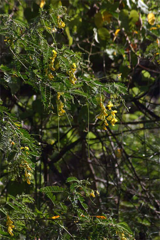 Sesbania sesban (River bean)