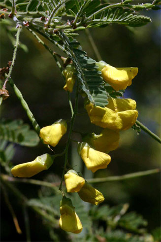 Sesbania sesban (River bean)