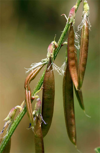 Astragalus atropilosulus