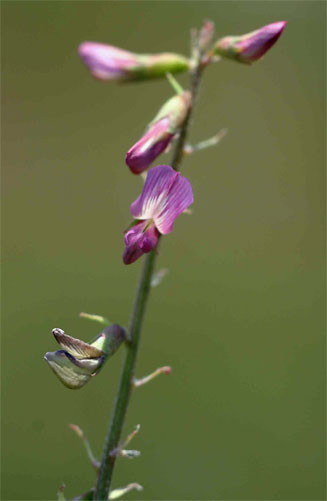 Astragalus atropilosulus