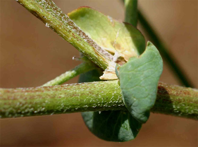 Astragalus atropilosulus