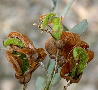 Ormocarpum trichocarpum