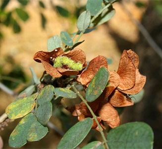 Ormocarpum trichocarpum