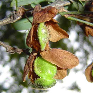 Ormocarpum zambesianum