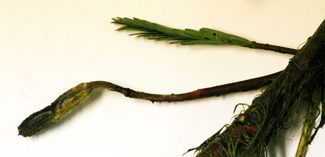 Aeschynomene fluitans 