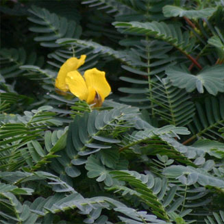 Aeschynomene fluitans 