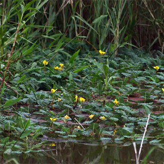 Aeschynomene fluitans 