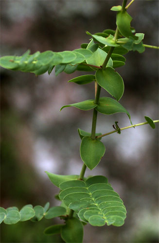 Aeschynomene grandistipulata