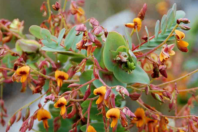 Aeschynomene grandistipulata