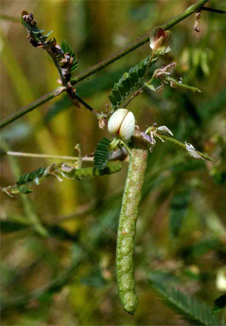 Aeschynomene indica (Shola, Sola)