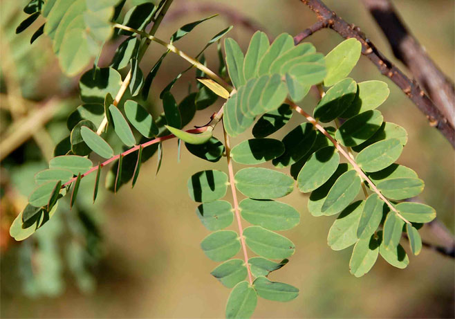 Aeschynomene megalophylla