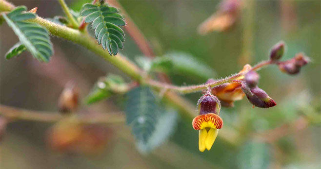 Aeschynomene mimosifolia