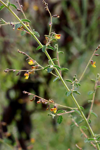 Aeschynomene mimosifolia