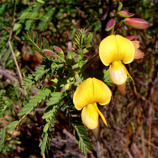 Aeschynomene nodulosa