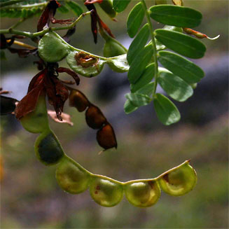 Aeschynomene nodulosa