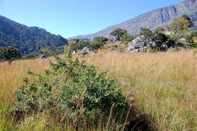 Aeschynomene nodulosa
