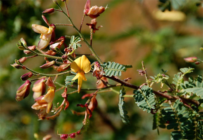Aeschynomene nodulosa