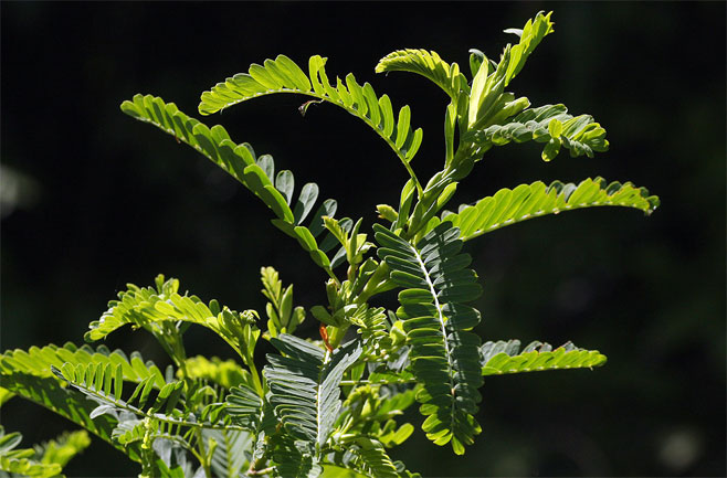 Aeschynomene nodulosa