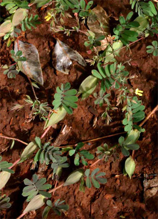 Aeschynomene rhodesiaca